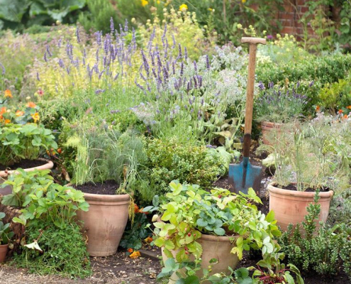 Potager en pots avec herbes aromatiques, fleurs et outils de jardinage Collection de pots en terre cuite remplis d’herbes aromatiques et de fleurs, avec une bêche plantée au centre d’un petit potager.