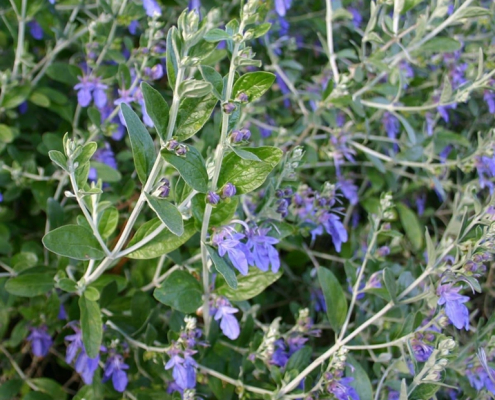 Germandrée arbustive Teucrium fructicans