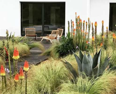 Jardin sec contemporain avec agave, kniphofias et graminées autour d’une terrasse en bois Massif de jardin sec composé de graminées, kniphofias orange et d’un agave graphique bordant une terrasse en bois devant une maison moderne.